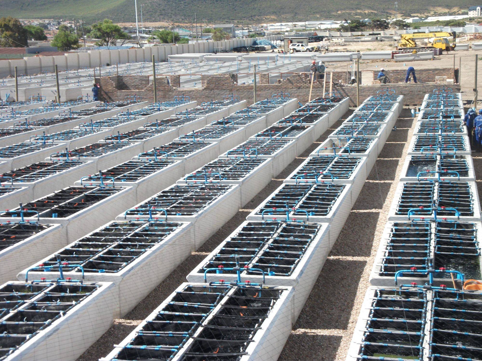 New abalone tanks under construction on the Abagold farm in Hermanus — local jobs and skills in the making