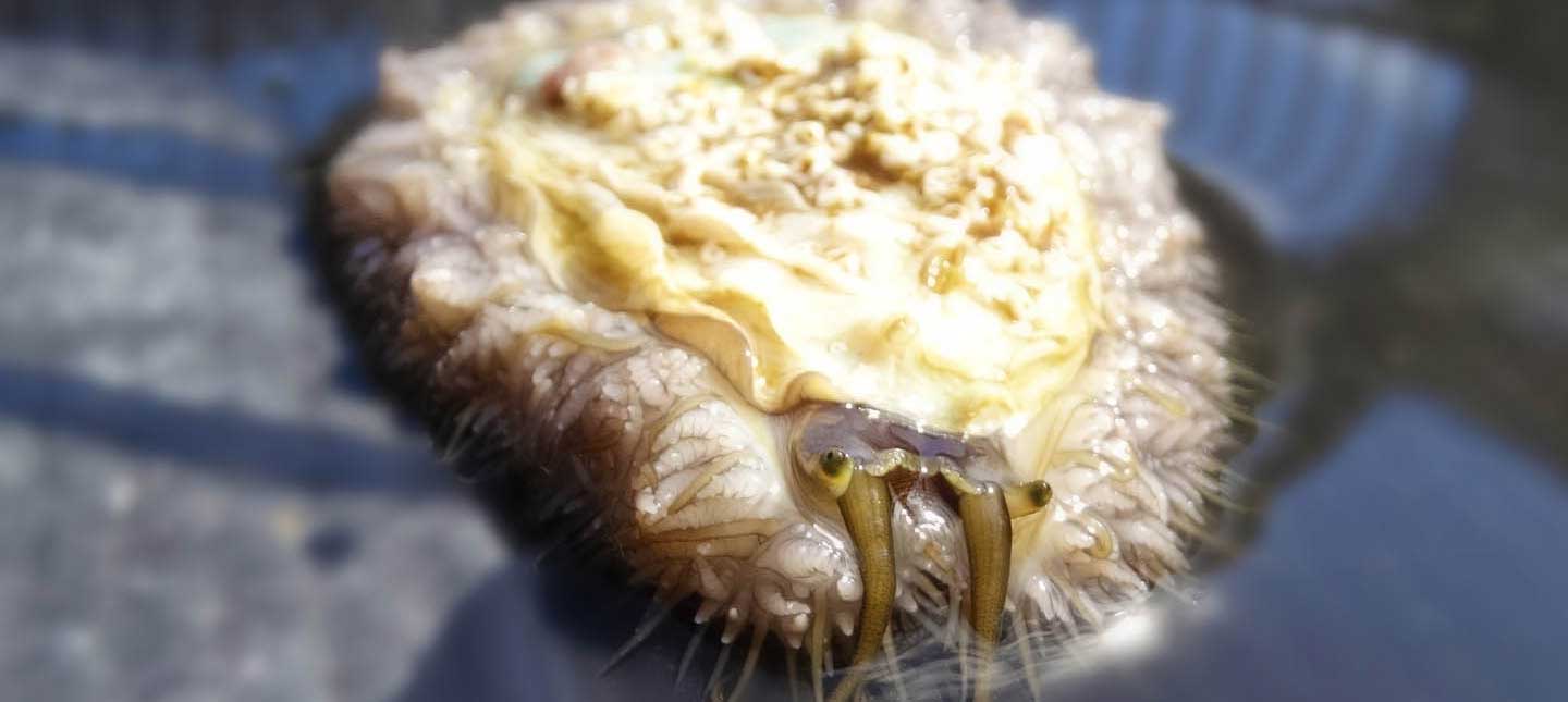 Perlemoen — the South African abalone, Haliotis midae