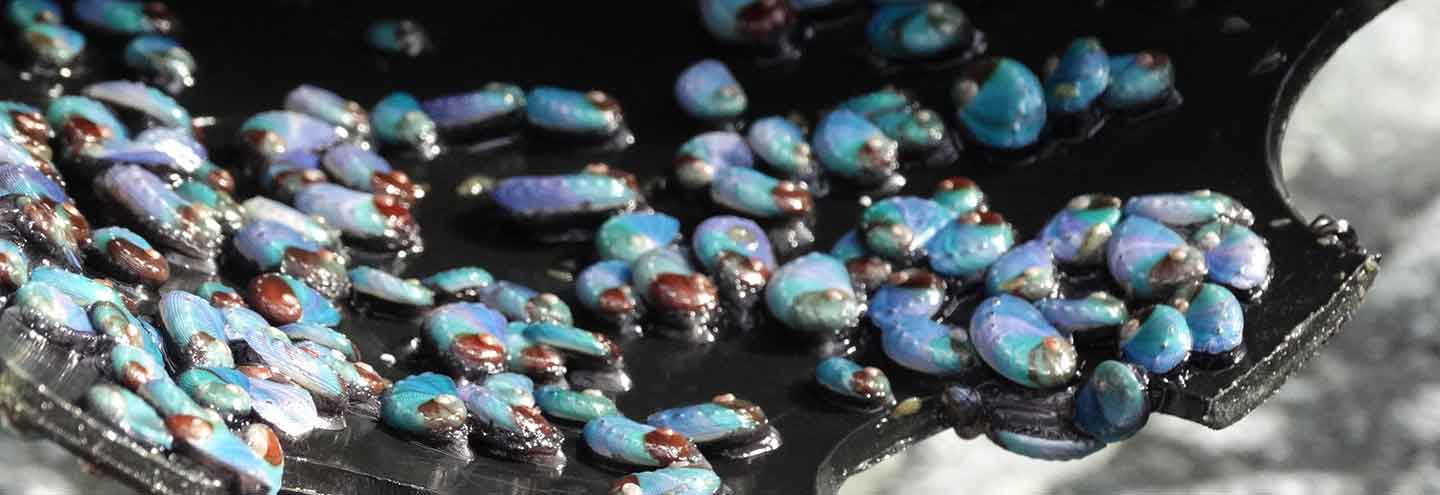 Juvenile abalone in the Abagold hatchery